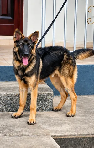 Purebred German Shepherd, 1+ Year Male