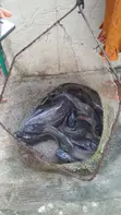 Table Size Catfish (Above 1kg) - 1