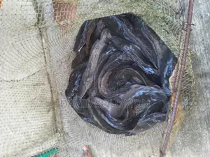 Table Size Catfish (Above 1kg)