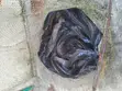 Table Size Catfish (Above 1kg) - 2