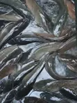 Table Size Catfish (Above 1kg) - 3