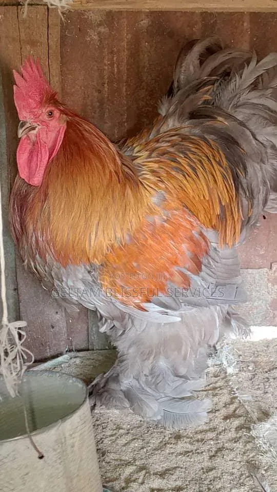 Brahma Chickens - 1