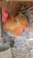 Brahma Chickens - 1