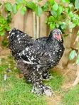 Brahma Chickens - 2