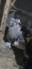 Brahma Chickens - 3