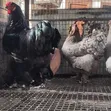 Brahma Chickens - 4