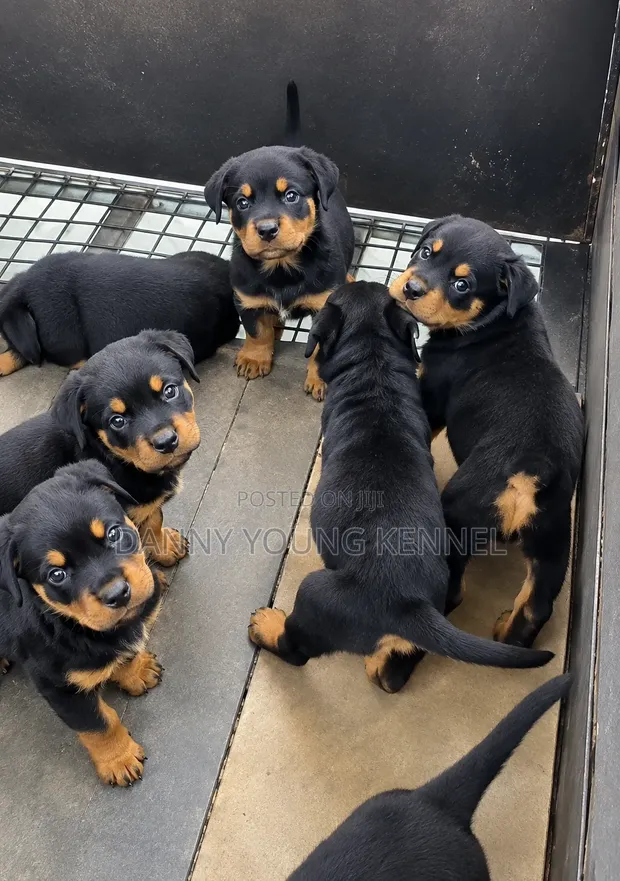 Purebred Rottweiler Puppy - 1-3 Months Old, Female - 1