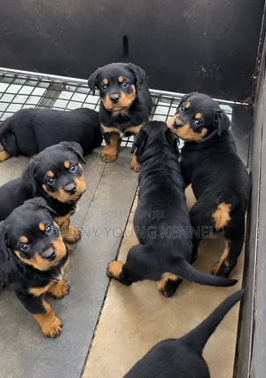 Purebred Rottweiler Puppy - 1-3 Months Old, Female