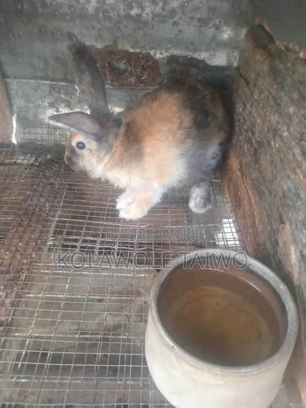 Healthy Rabbits for Sale (Heyla, Chinchilla, Angora Breeds) - 1