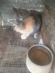 Healthy Rabbits for Sale (Heyla, Chinchilla, Angora Breeds) - 1