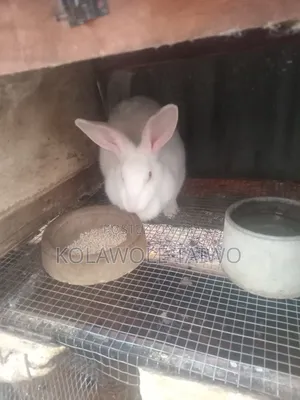 Healthy Rabbits for Sale (Heyla, Chinchilla, Angora Breeds)