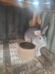 Healthy Rabbits for Sale (Heyla, Chinchilla, Angora Breeds) - 3