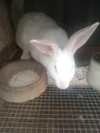 Healthy Rabbits for Sale (Heyla, Chinchilla, Angora Breeds) - 4