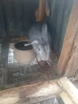Healthy Rabbits for Sale (Heyla, Chinchilla, Angora Breeds) - 5
