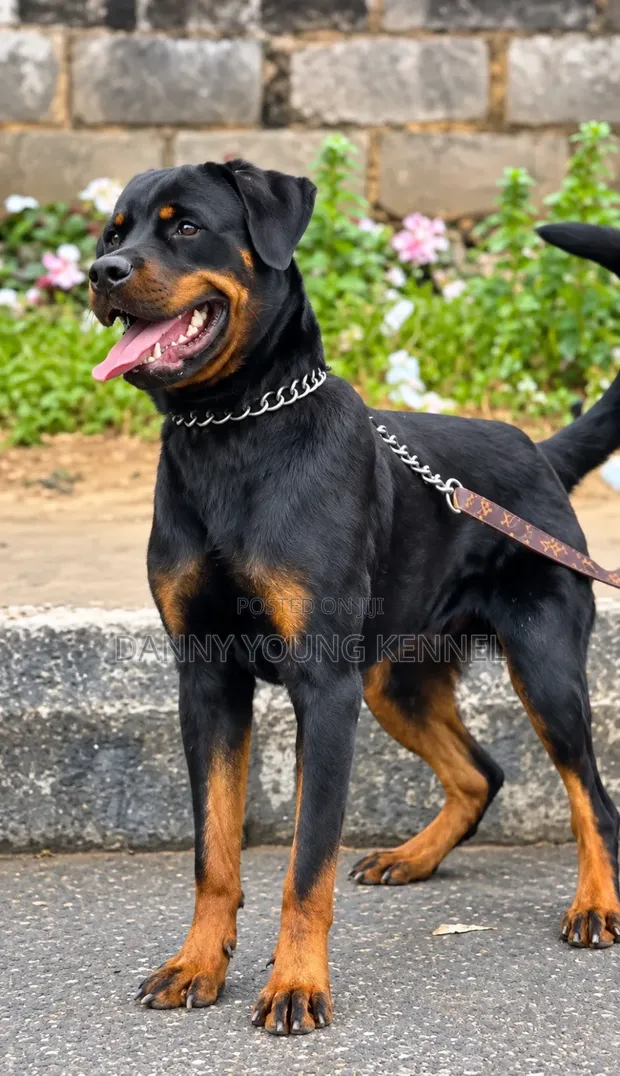 Purebred Rottweiler Male, 1+ Year Old - 1