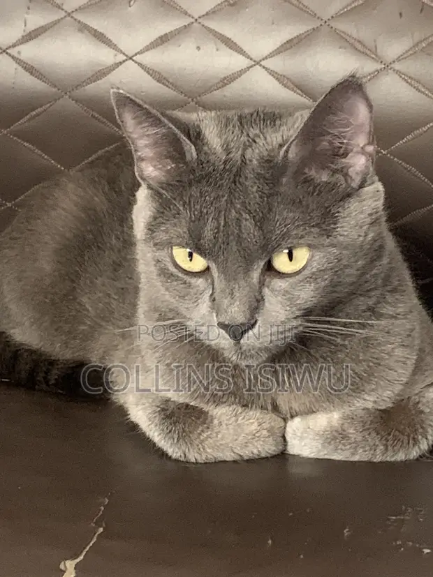 1+ Year Old Female Purebred Russian Blue Cat - 1