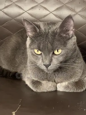 1+ Year Old Female Purebred Russian Blue Cat