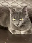 1+ Year Old Female Purebred Russian Blue Cat - 1