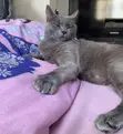 1+ Year Old Female Purebred Russian Blue Cat - 2