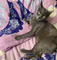 1+ Year Old Female Purebred Russian Blue Cat - 3