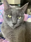 1+ Year Old Female Purebred Russian Blue Cat - 4