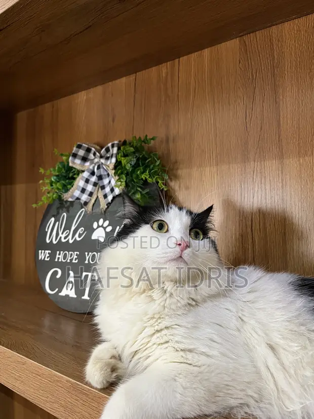 Male Mixed Breed Persian Cat, 1+ Year Old - 1
