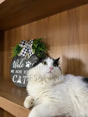 Male Mixed Breed Persian Cat, 1+ Year Old