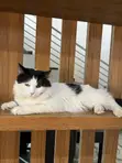 Male Mixed Breed Persian Cat, 1+ Year Old - 2