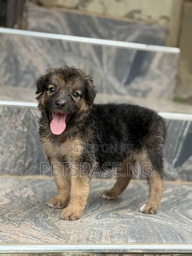 1-3 Month Female Purebred German Shepherd - 1