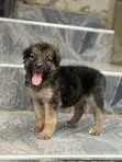 1-3 Month Female Purebred German Shepherd - 1