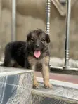 1-3 Month Female Purebred German Shepherd - 2