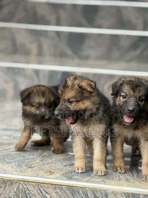 1-3 Month Female Purebred German Shepherd