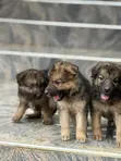 1-3 Month Female Purebred German Shepherd - 3