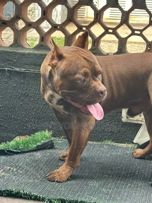 American Bully, 9 Months, Male, Purebred