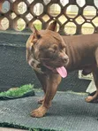 American Bully, 9 Months, Male, Purebred - 1