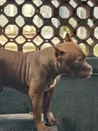 American Bully, 9 Months, Male, Purebred - 2