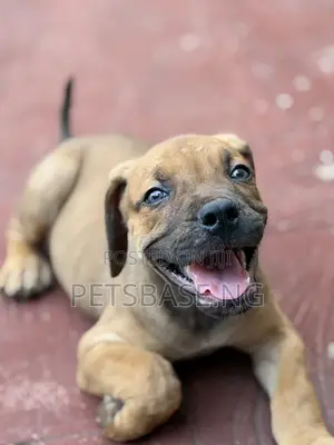 Bature Boerboel Namiji Mai Wata 1-3