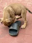 1-3 Month Male Purebred Boerboel Puppy - 2
