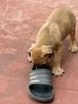 1-3 Month Male Purebred Boerboel Puppy - 3