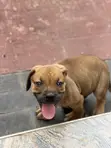 1-3 Month Male Purebred Boerboel Puppy - 4