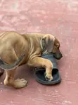 1-3 Month Male Purebred Boerboel Puppy - 5
