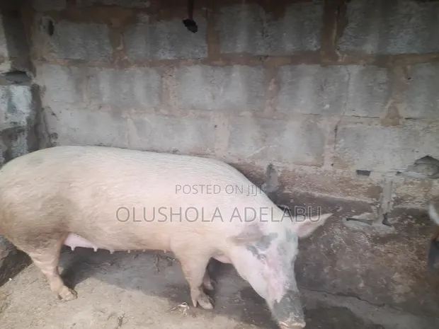 Duroc and Landrace Pigs - 1