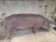 Duroc and Landrace Pigs - 2