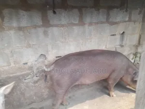 Aladun Duroc da Landrace