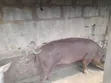 Duroc and Landrace Pigs - 3