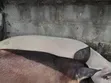 Duroc and Landrace Pigs - 4