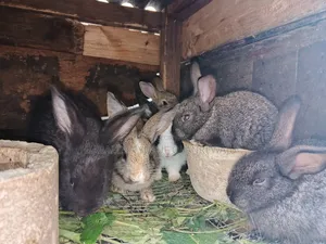 Young Rabbits for Sale - Various Breeds