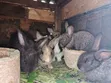 Young Rabbits for Sale - Various Breeds - 1
