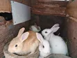 Young Rabbits for Sale - Various Breeds - 2