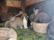 Young Rabbits for Sale - Various Breeds - 3